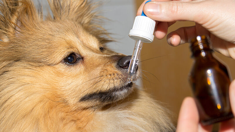 a shetland sheepdog dog